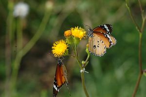 Danaus chrysippus